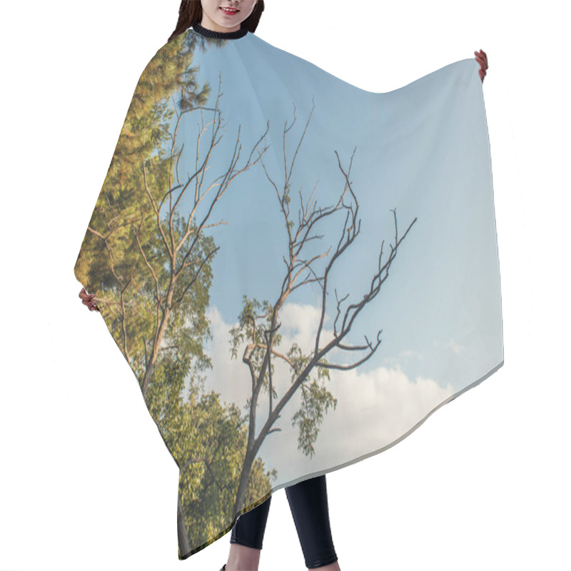 Personality  Low Angle View Of Dry Branches Of Tree With Sky At Background  Hair Cutting Cape