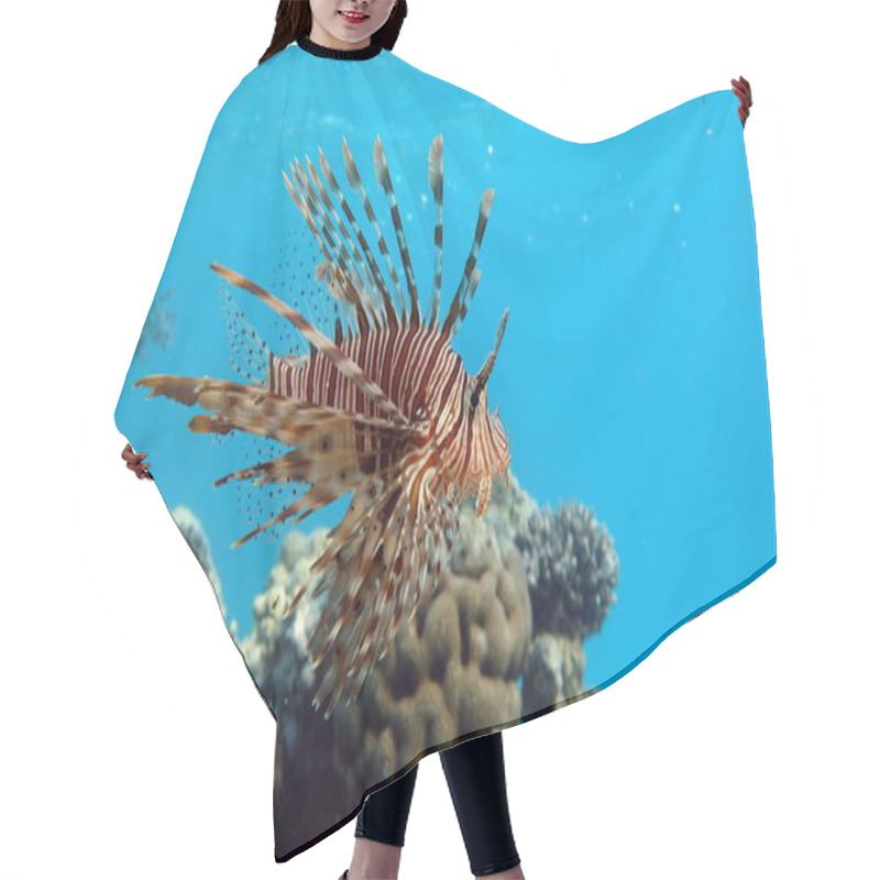 Personality  Lion Fish In The Red Sea. Hair Cutting Cape