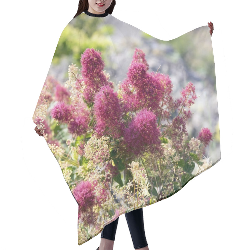 Personality  Beautiful Flowers Of The Smoke Tree. Hair Cutting Cape