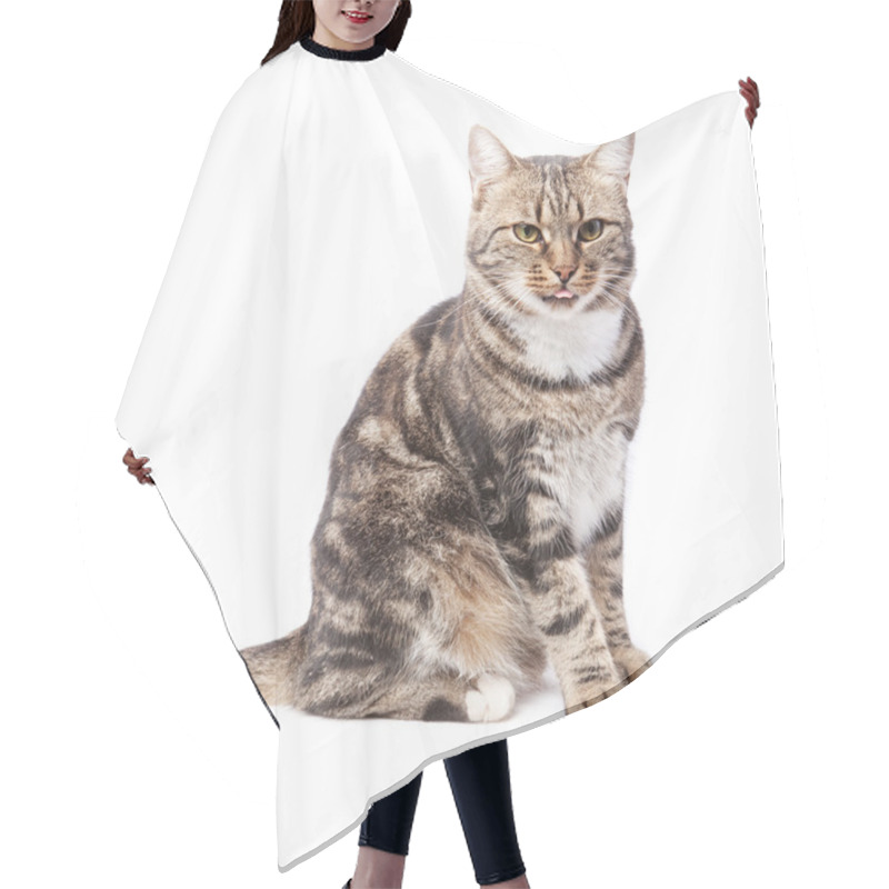 Personality  Beautiful European Cat In Front On A White Background With Tongu Hair Cutting Cape