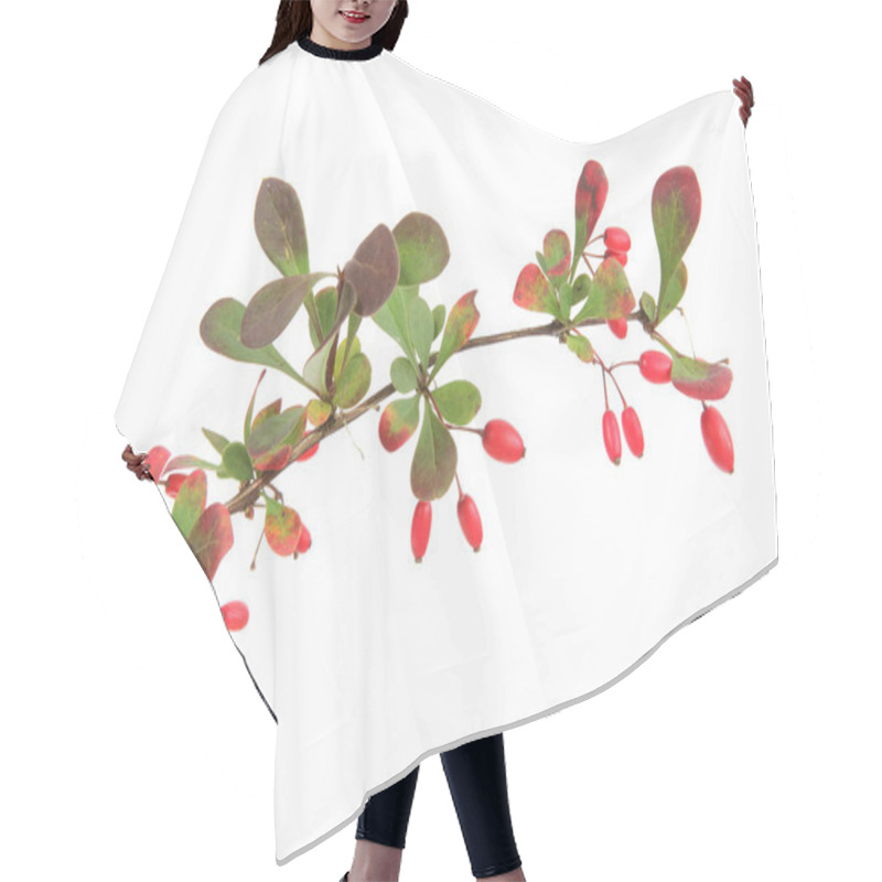 Personality  European Barberry (Berberis Vulgaris) Hair Cutting Cape