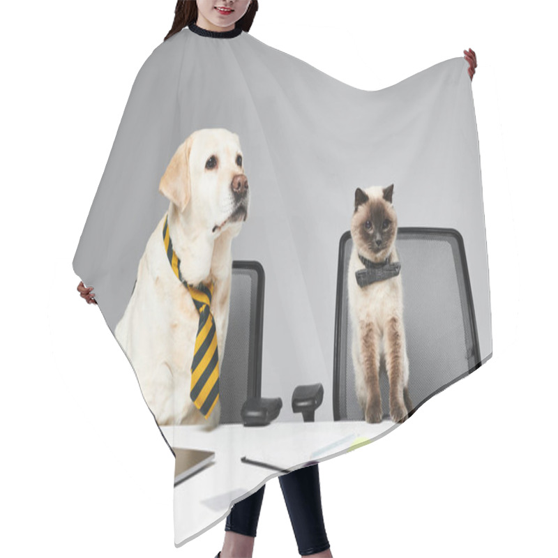 Personality  A Cat And A Dog Sit Attentively In Front Of A Laptop Screen In A Studio Setting. Hair Cutting Cape