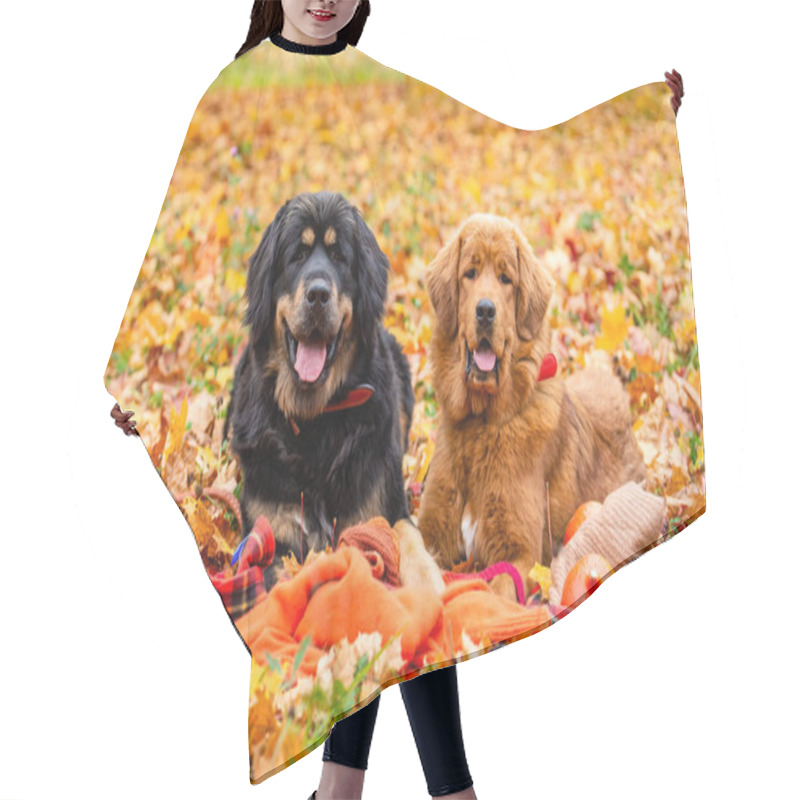 Personality  Two Dogs Lie In The Autumn Foliage And Look At The Camera. Positive Dogs In The Forest. Hair Cutting Cape