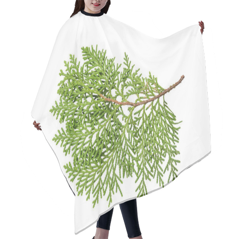 Personality  Isolate Sprig Of Green Thuja On White Background Hair Cutting Cape