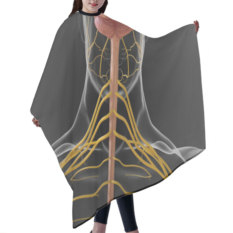 Personality  The Central Nervous System Is Made Up Of The Brain And Spinal Cord 3D Illustration Hair Cutting Cape