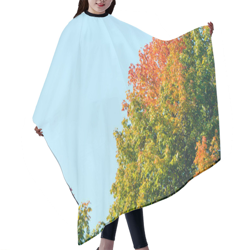 Personality  Autumn Trees. Fall Tree Against The Blue Sky. Hair Cutting Cape