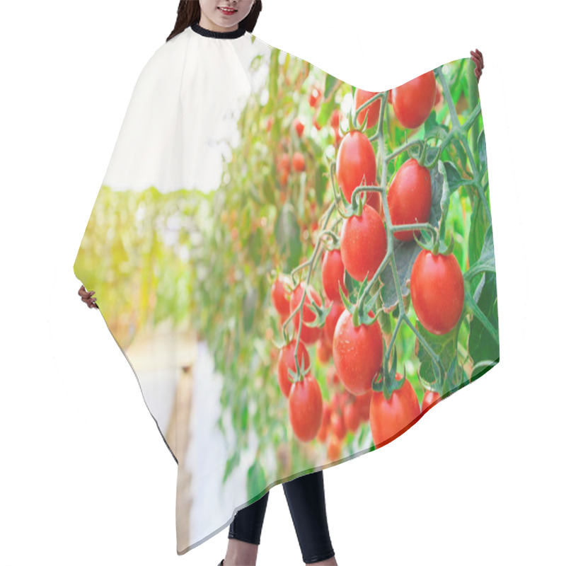 Personality  Fresh Ripe Red Tomatoes Plant Growth In Organic Greenhouse Garden Ready To Harvest Hair Cutting Cape