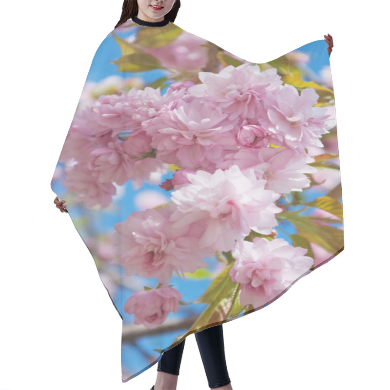 Personality  Sakura Tree Blossoms In Spring Against A Blue Sky. Hair Cutting Cape