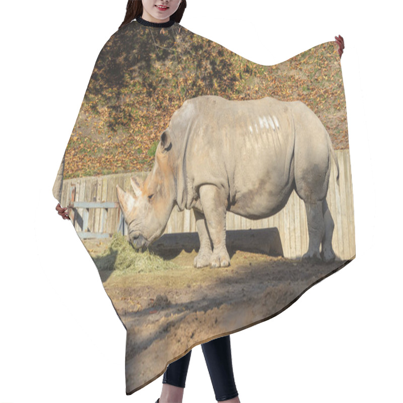 Personality  The Southern White Rhino, Ceratotherium Simum, Grazes On Grasses. Photo Taken In A Wildlife Reserve, South Africa. Hair Cutting Cape