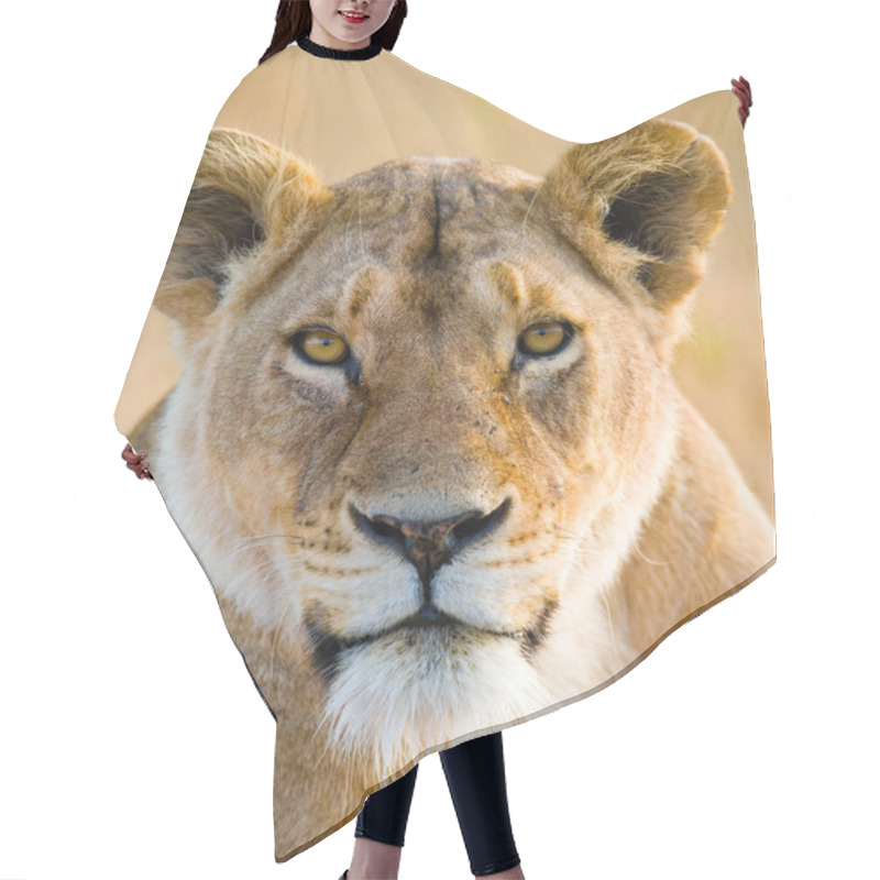 Personality  Close-up  Portrait Of Lioness Hair Cutting Cape