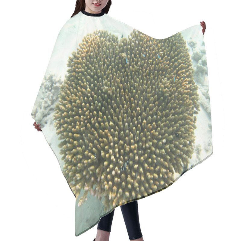 Personality  Hard Sea Corals Marine Life In Indian Ocean Maledives Hair Cutting Cape