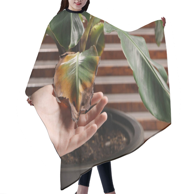 Personality  Man Touching Houseplant With Damaged Leaves Indoors, Closeup Hair Cutting Cape