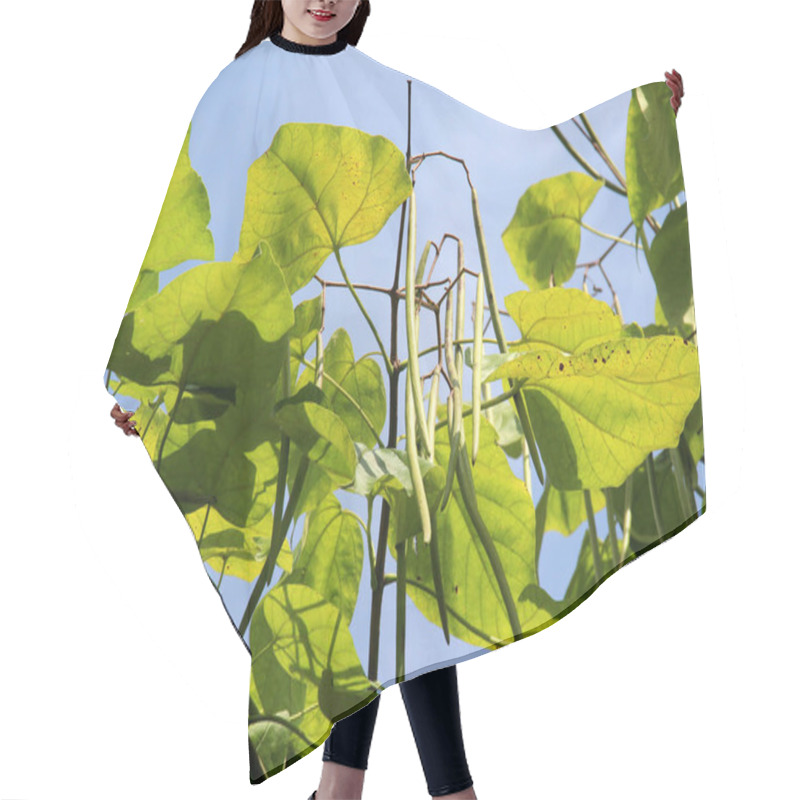 Personality  Catalpa Tree Branches With Pods And Leaves Hair Cutting Cape