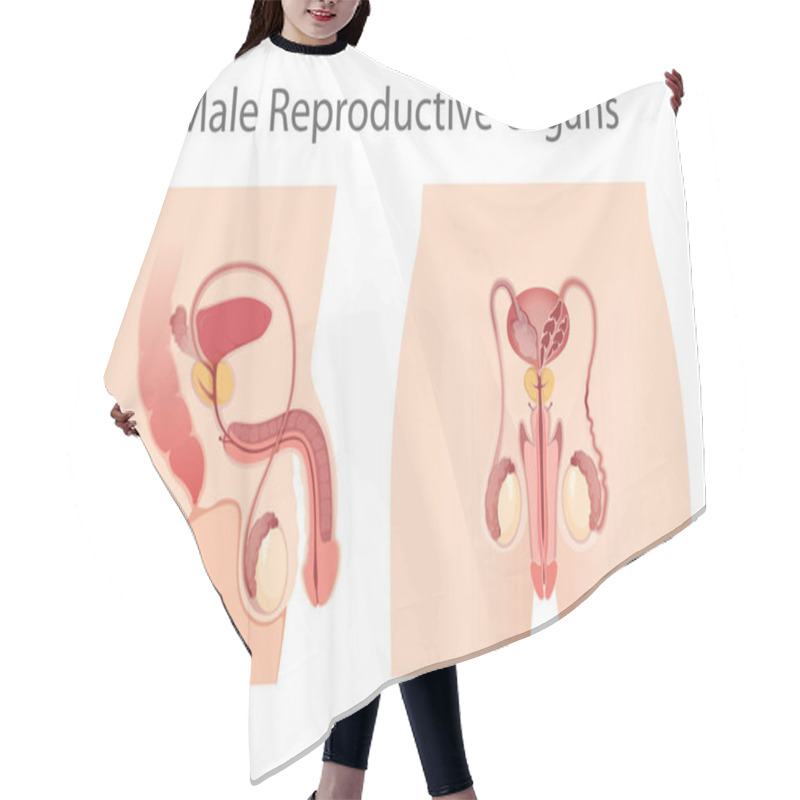 Personality  Illustration Of Male Reproductive System Hair Cutting Cape