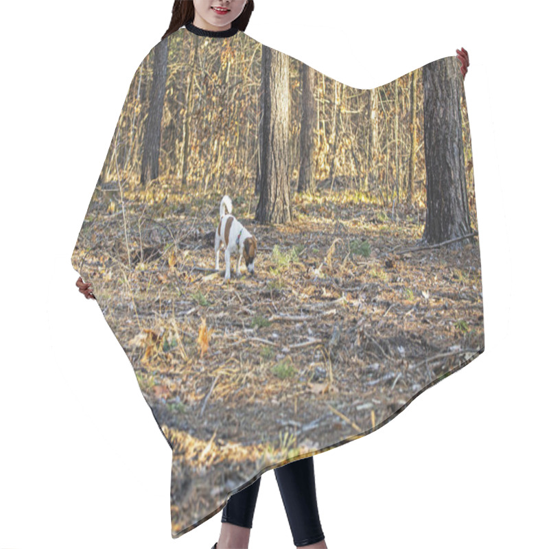 Personality  Beautiful Male Jack Russell Terrier Walking In The Forest On A Sunny Day Hair Cutting Cape