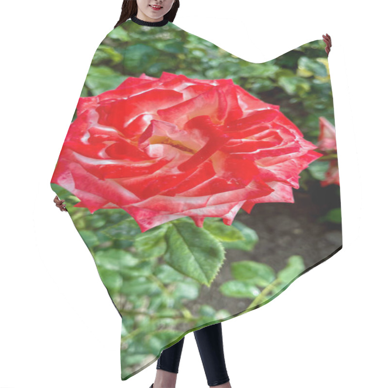 Personality  Macro Shot Of A Rose With Petals In Soft Gradient Shades, Surrounded By Vibrant Green Leaves. A Detailed, Natural, And Captivating Floral Image Showcasing Nature's Beauty. Hair Cutting Cape