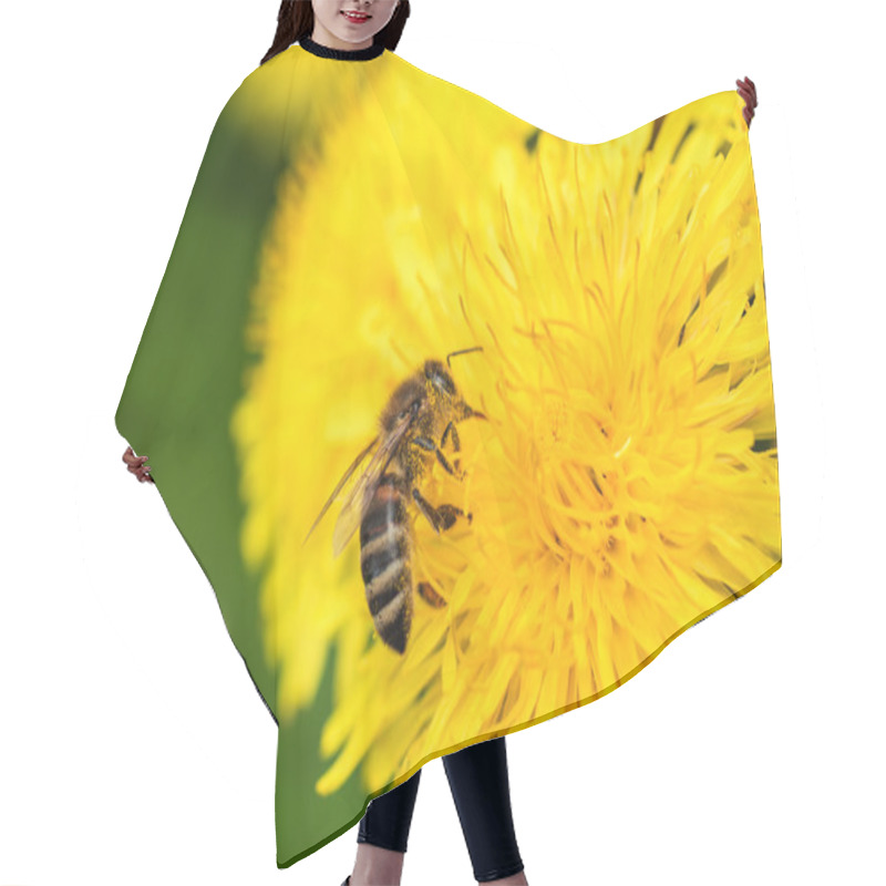 Personality  Bee On Dandelion Hair Cutting Cape