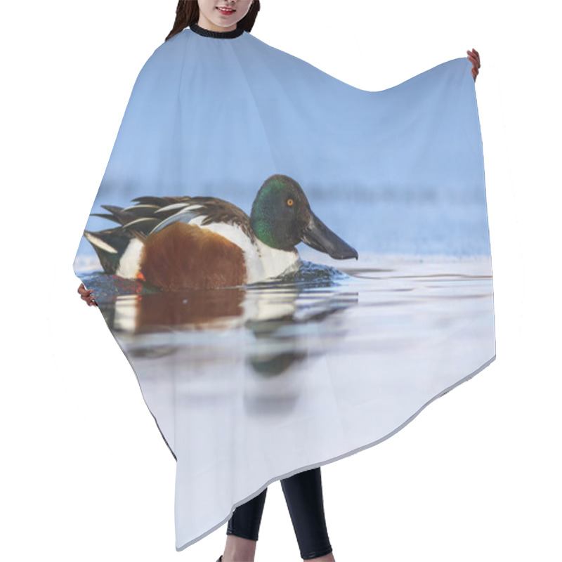 Personality  Swimming Duck. Blue Water Background. Duck; Northern Shoveler. (Spatula Clypeata) Hair Cutting Cape