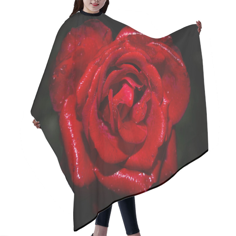 Personality  Beautiful Close Up Of A Red Rose Flower Head. Dark, Almost Black Background. Rain Drops Visible On The Petals.  Hair Cutting Cape