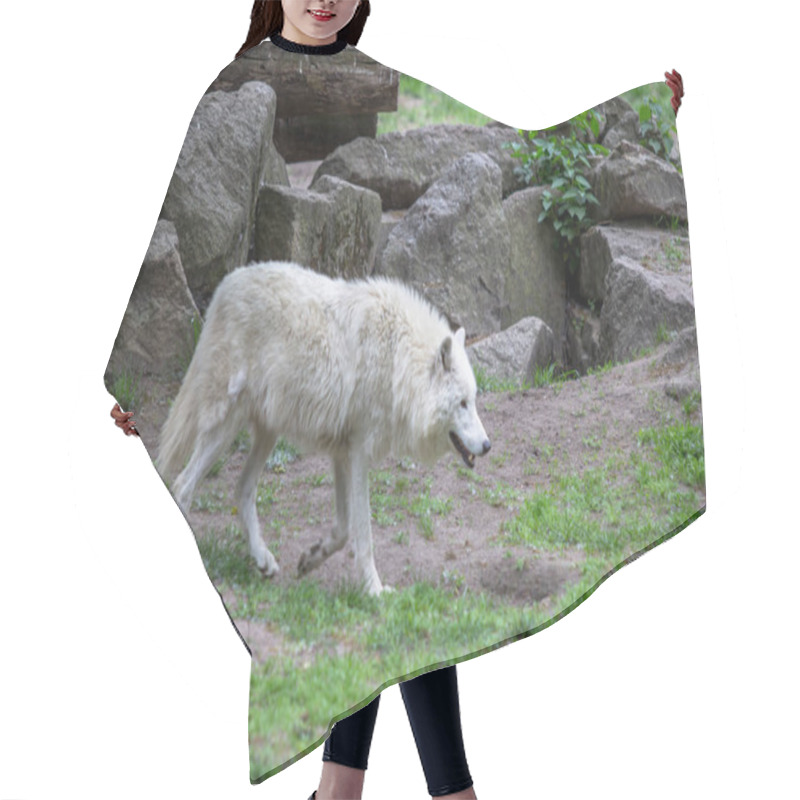 Personality  White Polar Wolf In Zoo Of Berlin Hair Cutting Cape