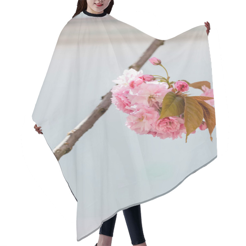 Personality  Close Up Of Blooming Flowers On Branch Of Cherry Tree  Hair Cutting Cape