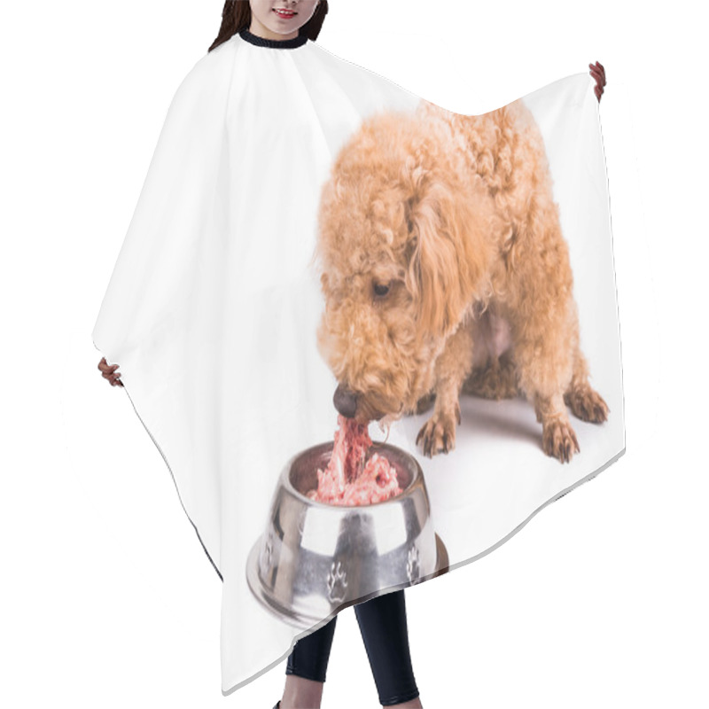 Personality  Poodle Dog Enjoying Her Nutritious And Delicious Raw Meat Meal Hair Cutting Cape