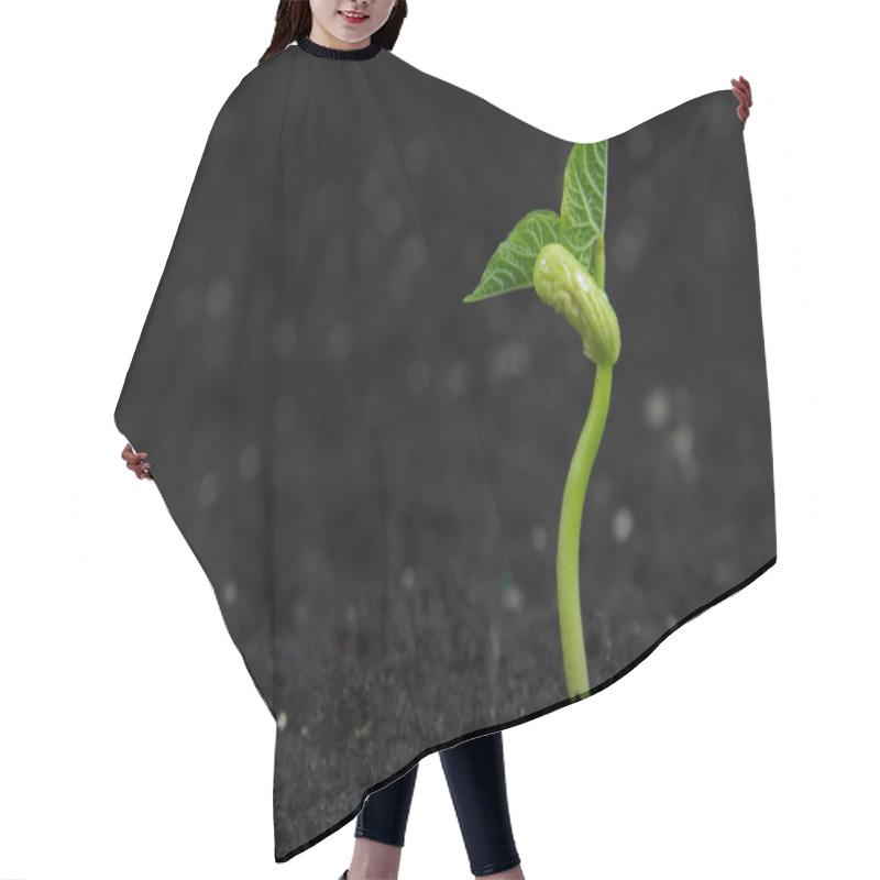 Personality  Bean Plant Hair Cutting Cape