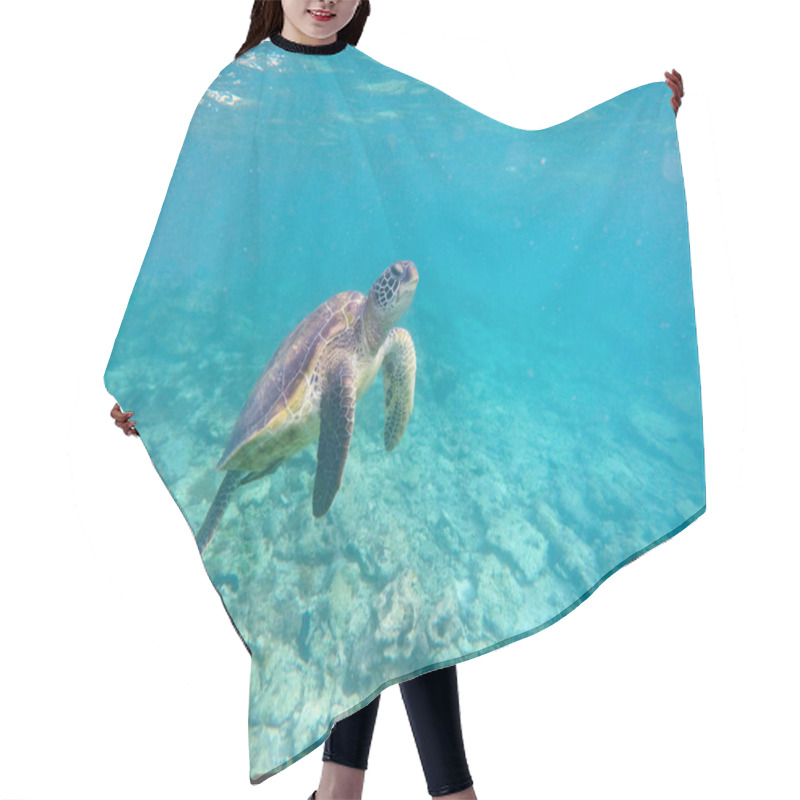 Personality  Underwater Image With Sea Tortoise Hair Cutting Cape