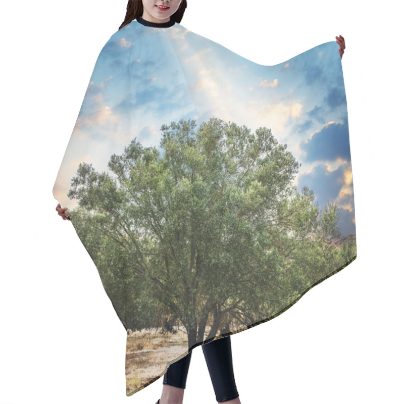 Personality  Olive Trees Garden. Hair Cutting Cape