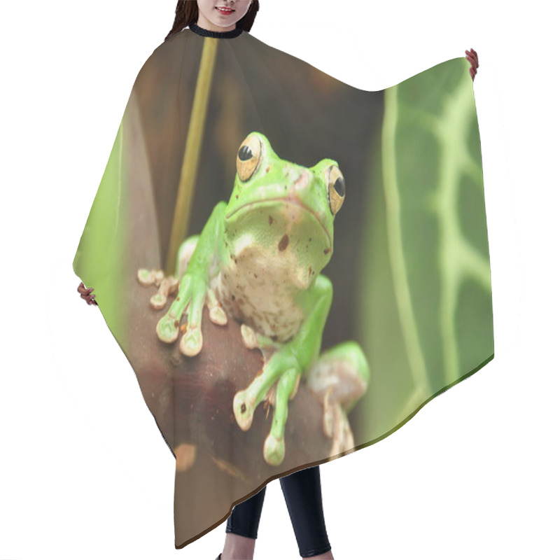 Personality  Vietnamese Tree Frog Hair Cutting Cape