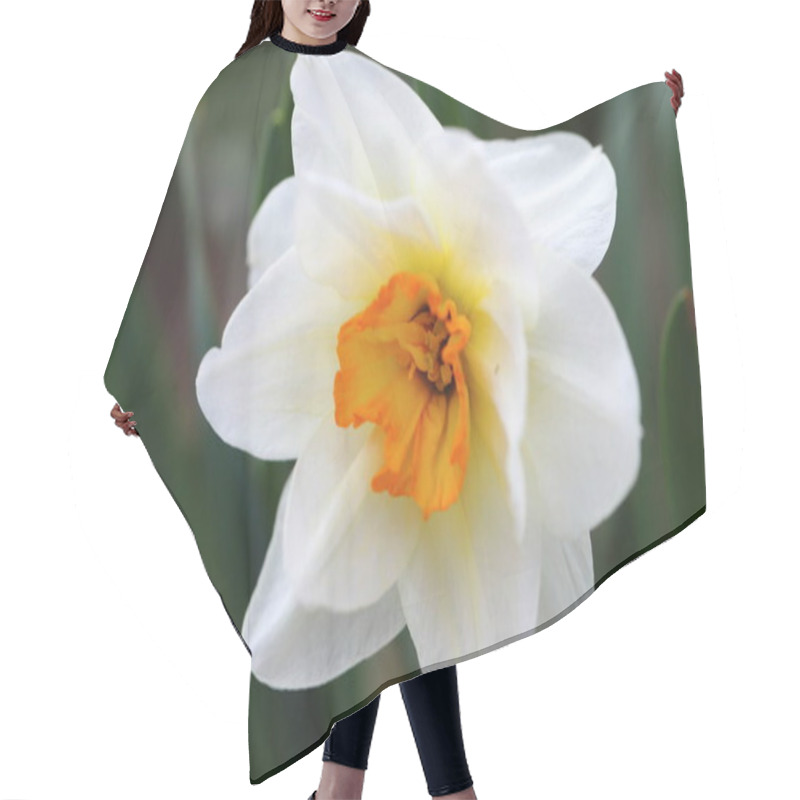 Personality  A Large Narcissus Flower Bloomed And Reminded Of Spring, A Natural Pleasant Fragrance Of Flowers Hair Cutting Cape