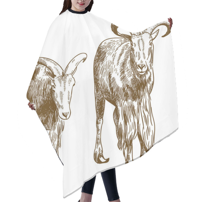 Personality  Engraving Drawing Illustration Of Two Mountain Goats  Hair Cutting Cape