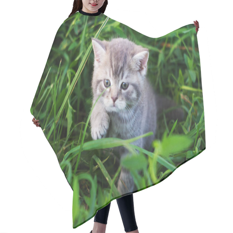 Personality  A Little British Kitten Sits In The Green Grass Hair Cutting Cape