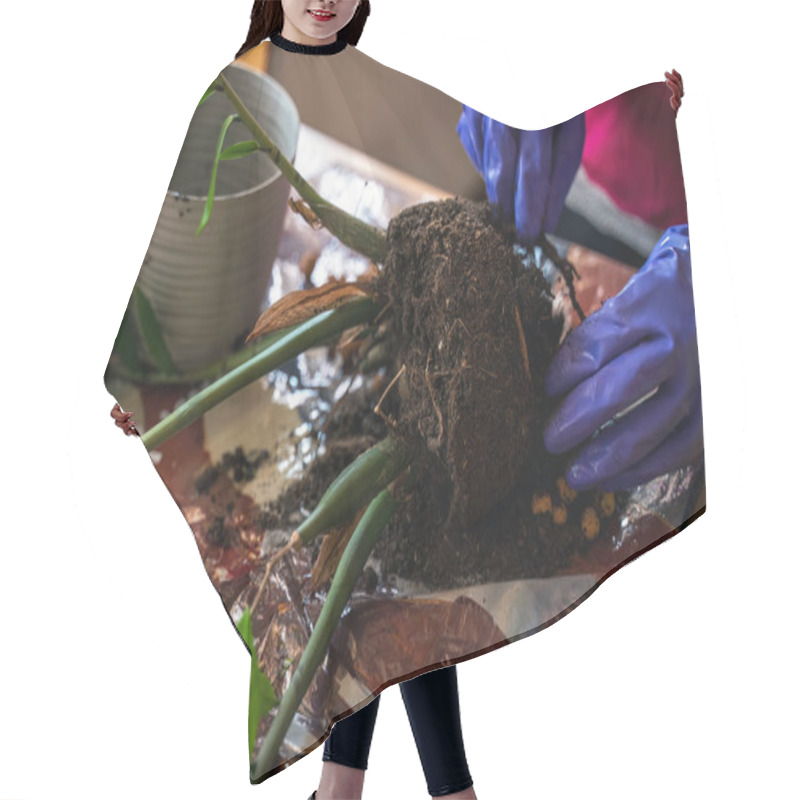 Personality  A Person Wearing Blue Gloves Is Carefully Repotting A House Plant. The Scene Shows Soil And A Pot On A Table, Highlighting Attention To Indoor Gardening. Hair Cutting Cape