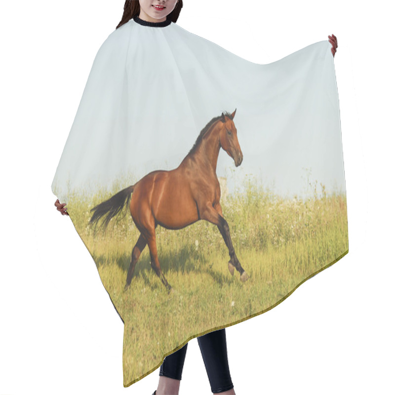 Personality  Red Horse With A Black Mane And Tail Running In A Field On The Green Grass Hair Cutting Cape