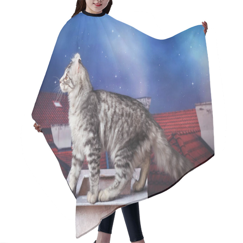 Personality  Kitten Of The American Curl At Night On The Roof Of The House Hair Cutting Cape