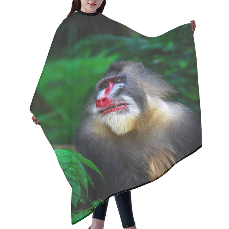 Personality  The Mandrill In Rest Hair Cutting Cape