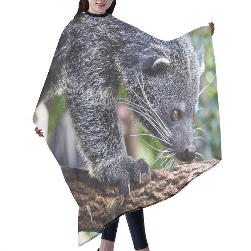 Personality  A Closeup Portrait Of A Fantastic Captivating Binturong With Sparkling Eyes. Hair Cutting Cape