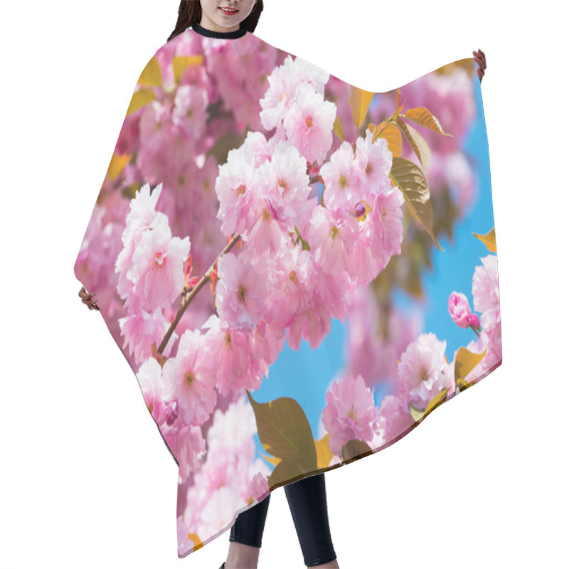 Personality  Cherry Tree In Pink Flowers On Blue Sky Background, Bloom Hair Cutting Cape