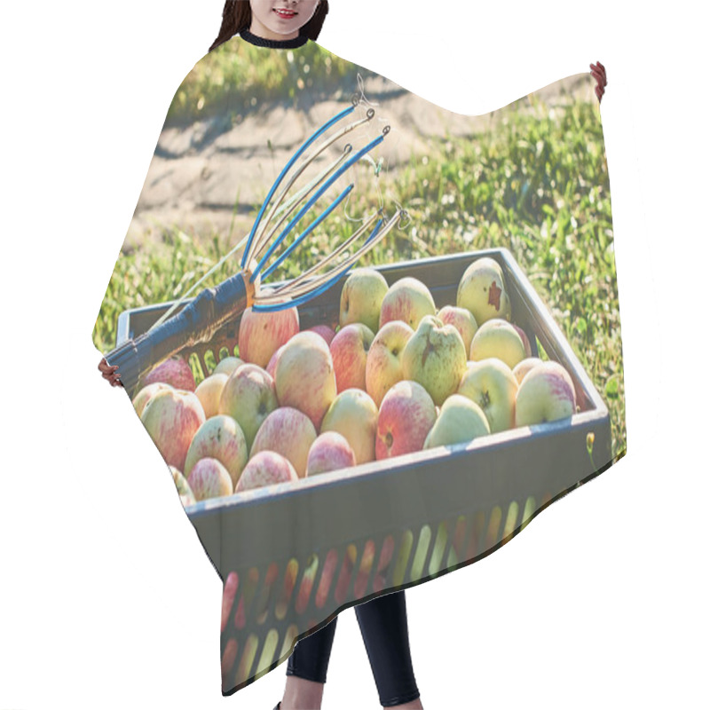 Personality  Fresh Harvested Apples In The Crate And A Fruit Picking Tool Hair Cutting Cape