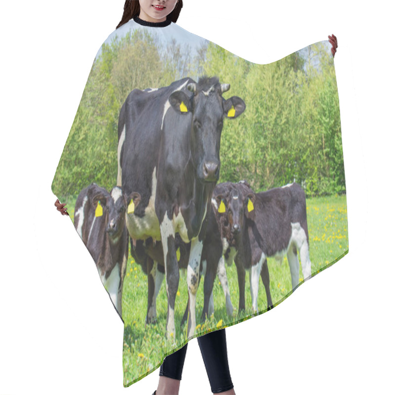 Personality  Family Mother Cow With Calves In Dutch Meadow Hair Cutting Cape