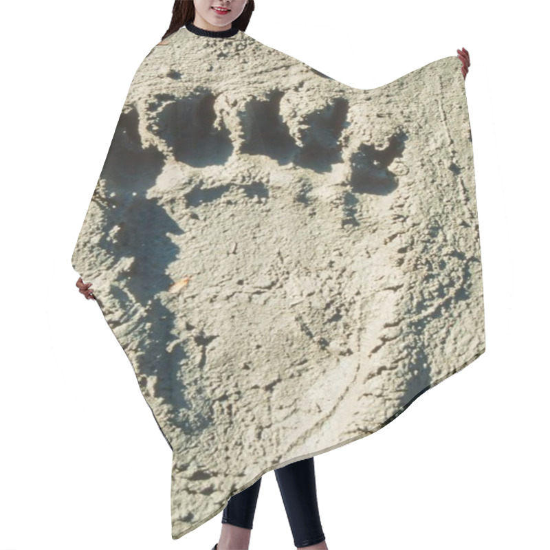 Personality  Grizzly Bear Track In Soft Mud. Hair Cutting Cape