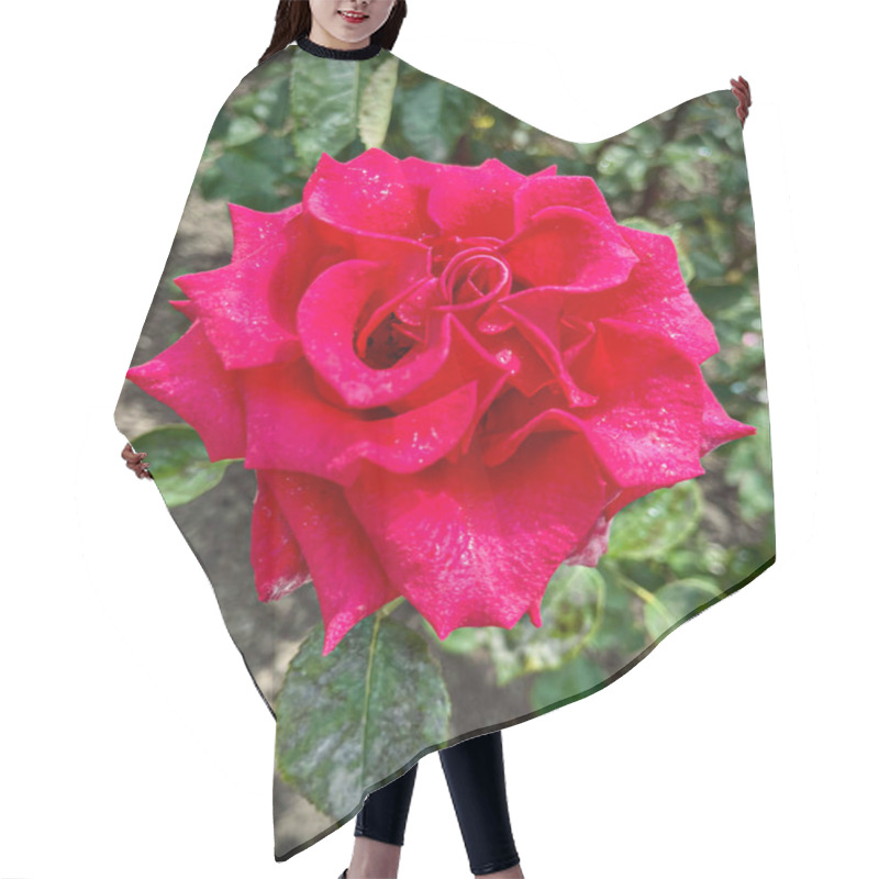 Personality  Macro Shot Of A Rose With Petals In Soft Gradient Shades, Surrounded By Vibrant Green Leaves. A Detailed, Natural, And Captivating Floral Image Showcasing Nature's Beauty. Hair Cutting Cape