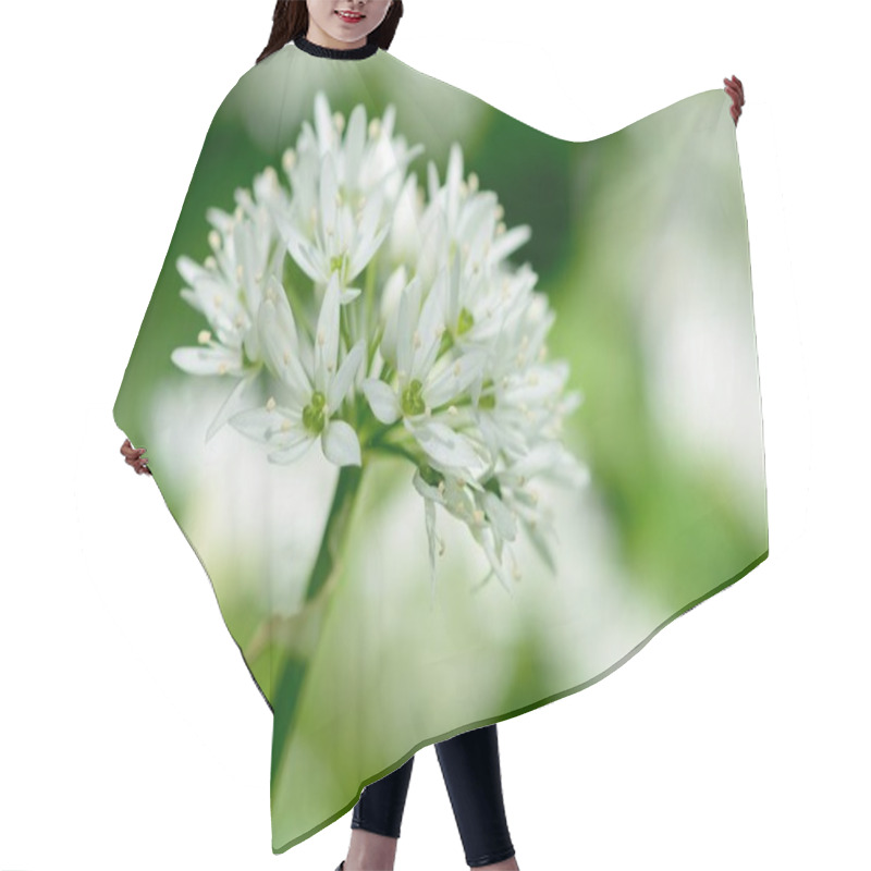 Personality  Close Up Of A Ramson (allium Ursinum) Flower In Bloom Hair Cutting Cape