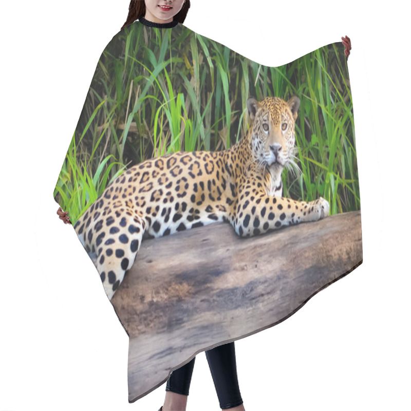 Personality  Jaguar In The Peruvian Amazon Hair Cutting Cape