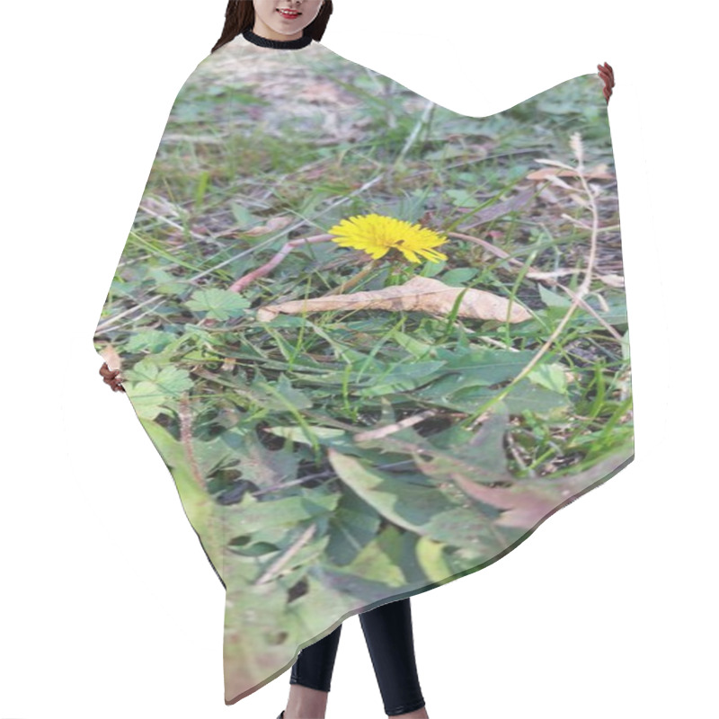 Personality  Close-up Of A Bright Yellow Dandelion Growing Amidst Green Grass And Dry Fallen Leaves On The Forest Floor, Highlighting The Contrast Between Fresh Growth And Seasonal Decay. Hair Cutting Cape