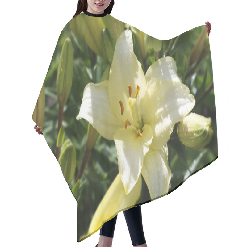 Personality  Lily Flowers In Garden After Rain. Hair Cutting Cape