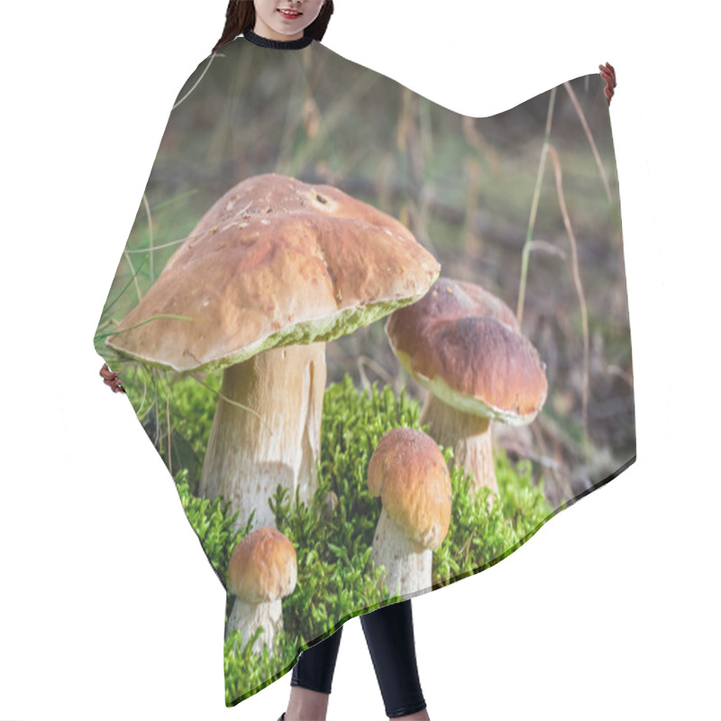 Personality  Big Boletus Mushrooms On Moss In Forest Hair Cutting Cape