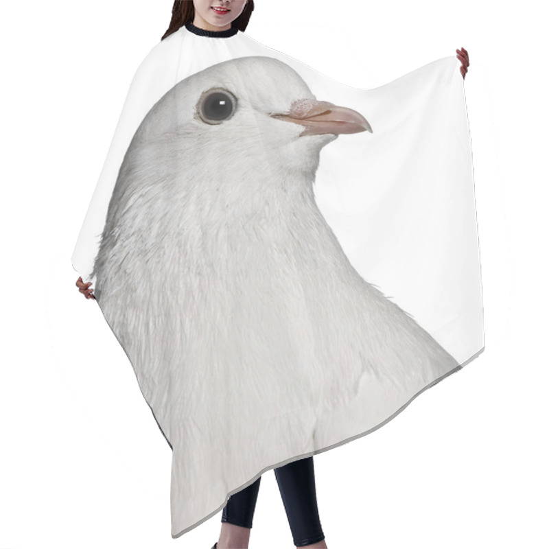 Personality  Pigeon, 2 Years Old, In Front Of White Background Hair Cutting Cape