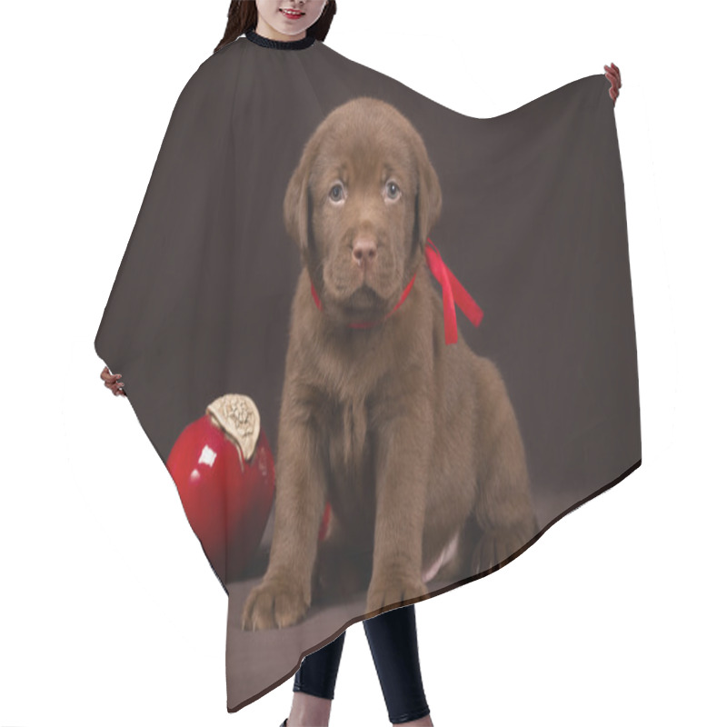 Personality  Chocolate Labrador Puppy Sitting On A Brown Background Near Red Apples And Looking  To  The Camera Hair Cutting Cape